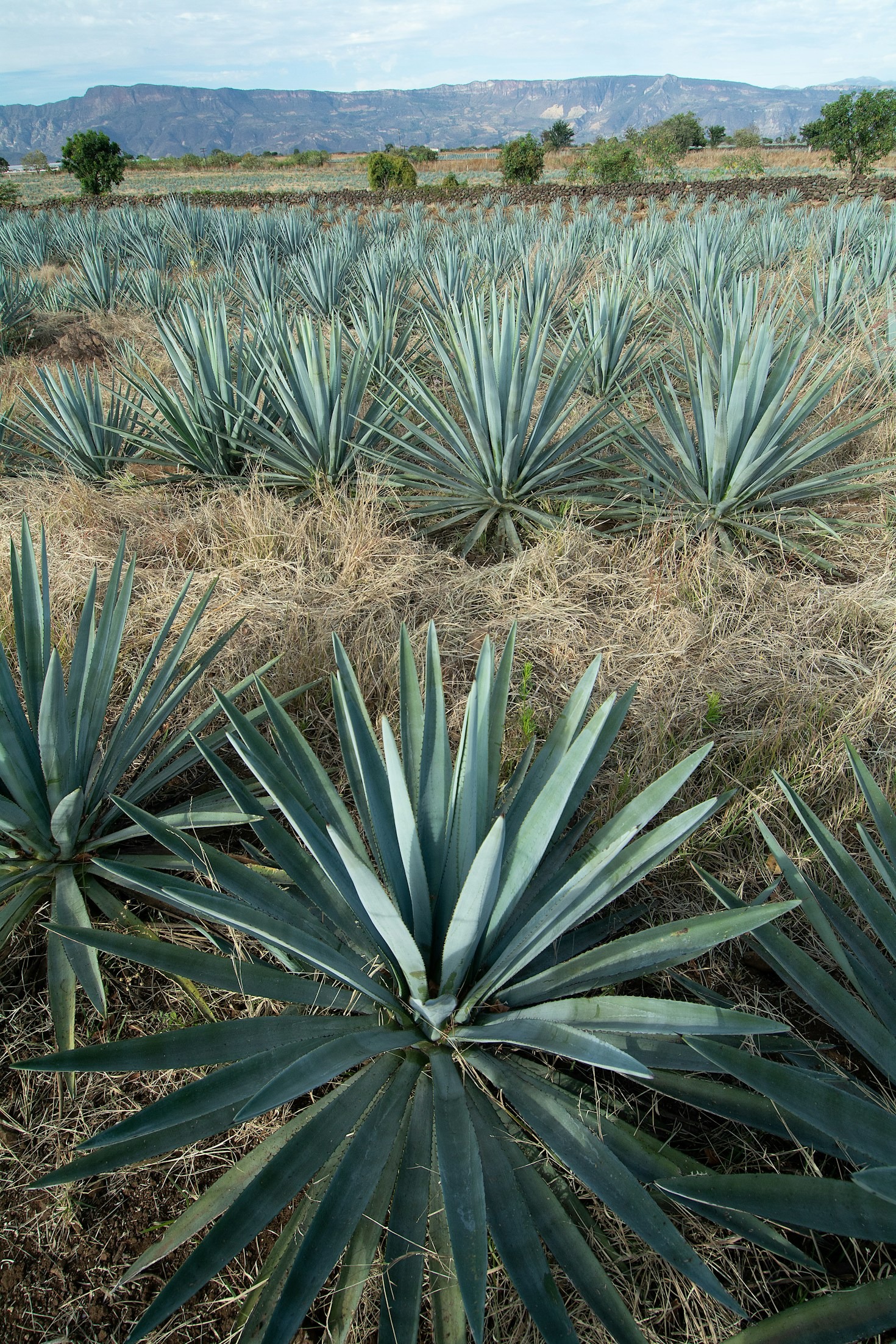 How to Spot the Best Deals on Mezcal