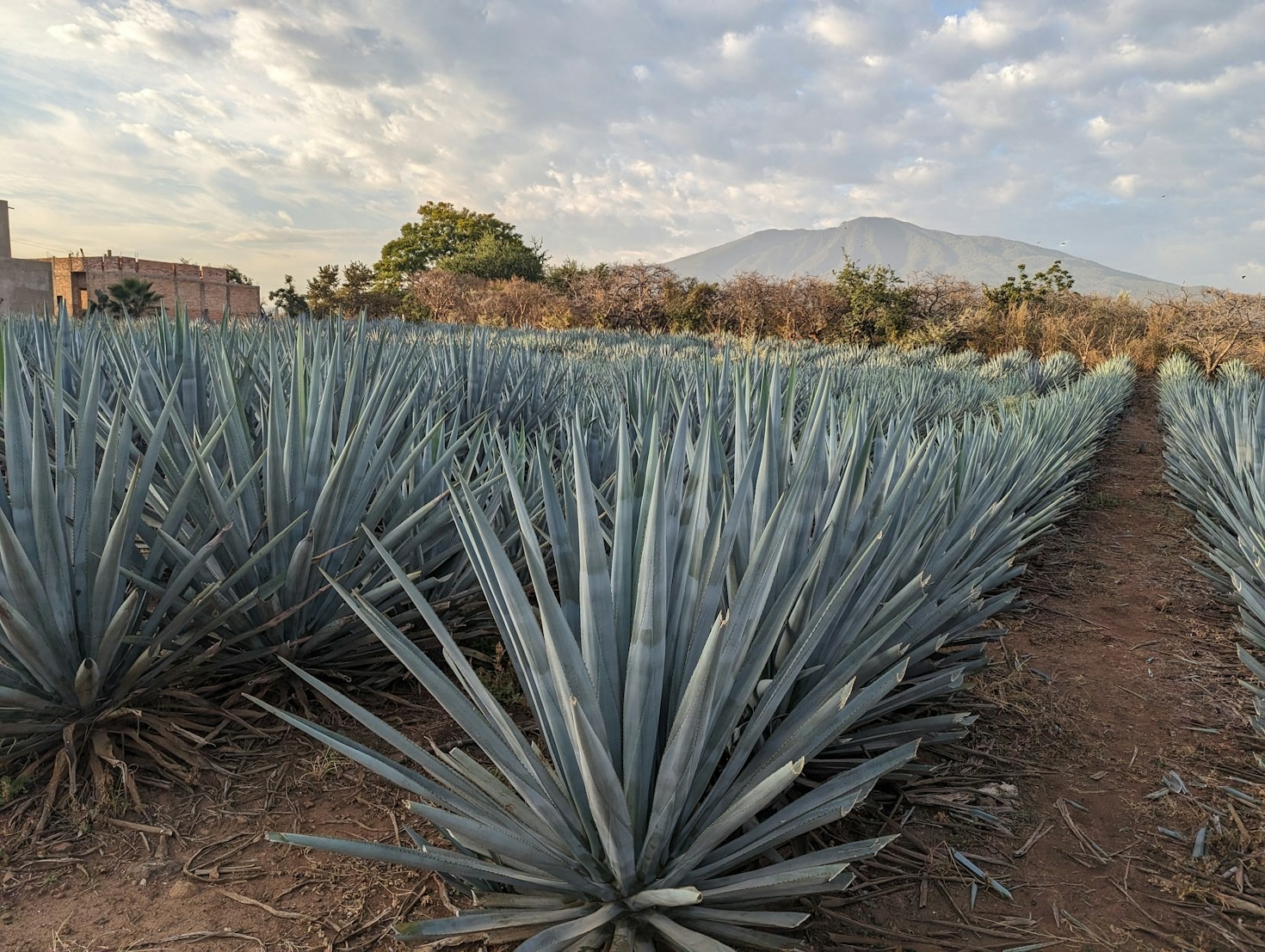 Why Affordable Tequilas Can Be Surprisingly Premium